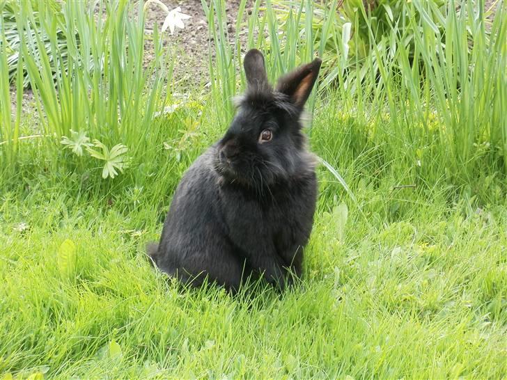 Kanin piplup billede 7