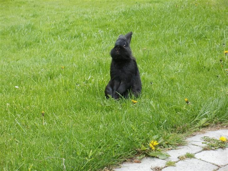 Kanin piplup billede 8