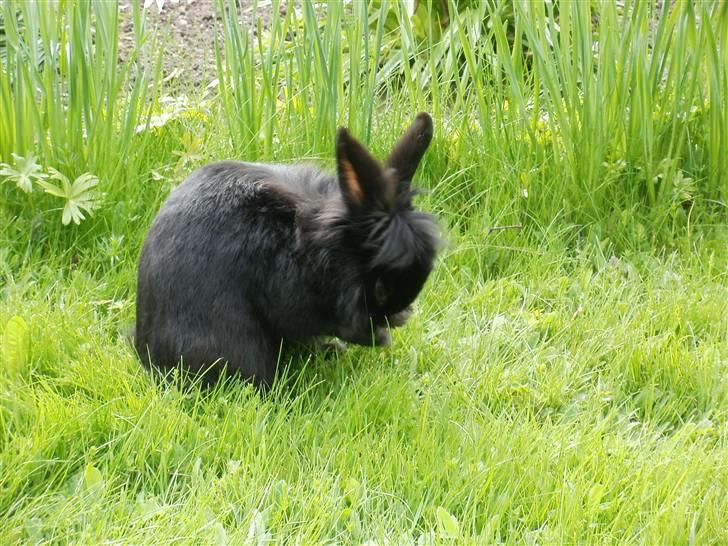 Kanin piplup billede 9