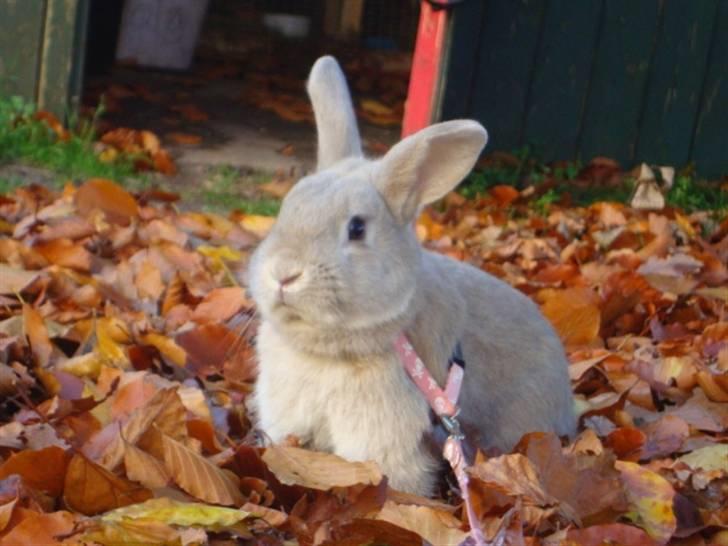 Kanin Brownie <Funny Bunny> <3 - NYT Velkommen !  billede 1