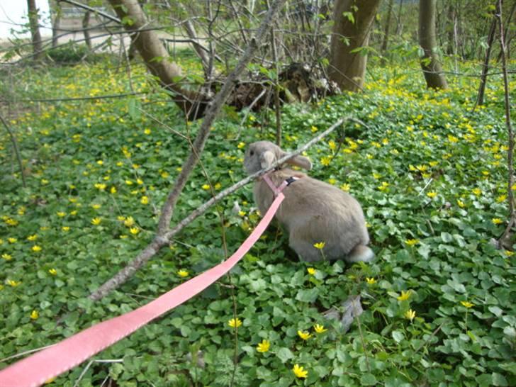 Kanin Brownie <Funny Bunny> <3 - Bassse på tur under en gren? :p billede 2