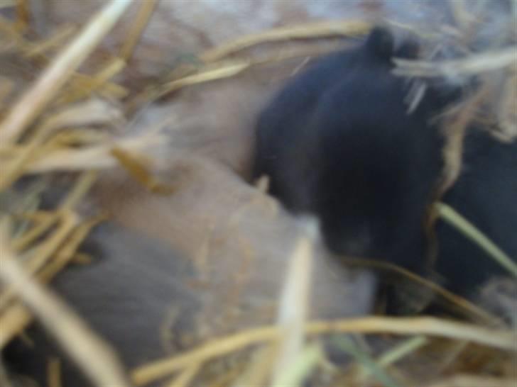 Kanin Brownie <Funny Bunny> <3 - Den lille lysebrune plet er ham da han er 2 dage gammel det var 1 gang jeg så ham<3  billede 3