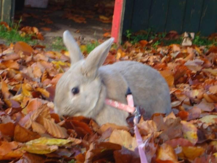 Kanin Brownie <Funny Bunny> <3 - NYT M-O-D-E-L !!!! billede 4