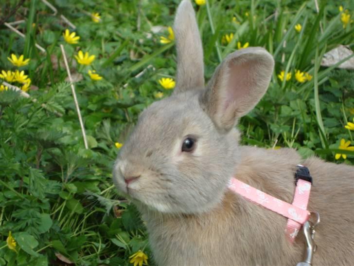 Kanin Brownie <Funny Bunny> <3 - basse <3 billede 5