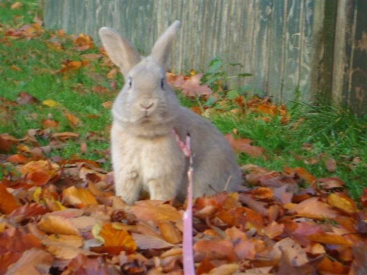 Kanin Brownie <Funny Bunny> <3 - NYT SWEETY <3 billede 7