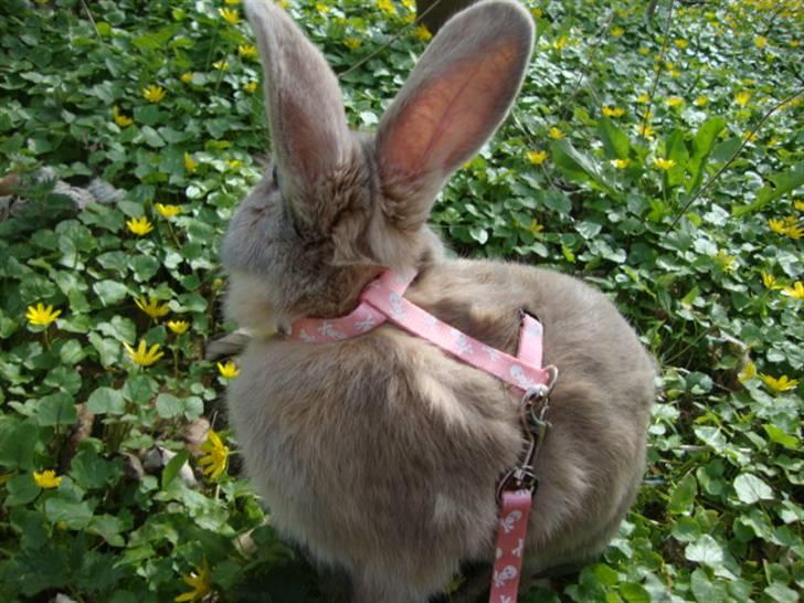 Kanin Brownie <Funny Bunny> <3 - "Jeg passer på dig til evig tid min prins<3 " billede 8