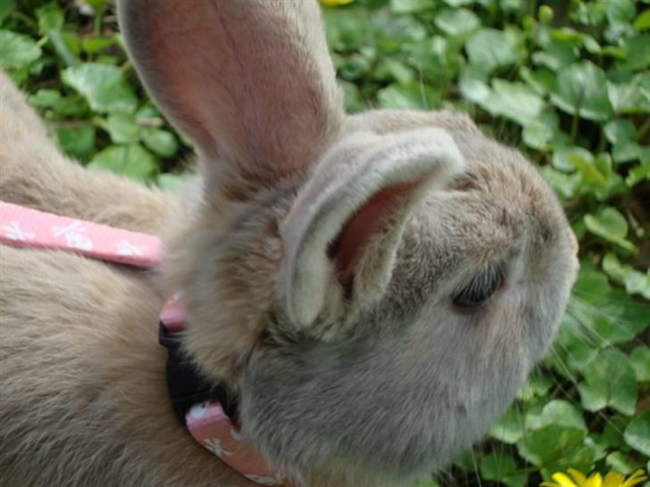 Kanin Brownie <Funny Bunny> <3 - Er smuk over alt <3 billede 9