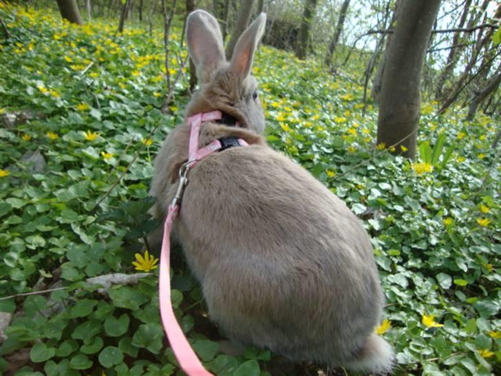 Kanin Brownie <Funny Bunny> <3 - På gå tur ! billede 10