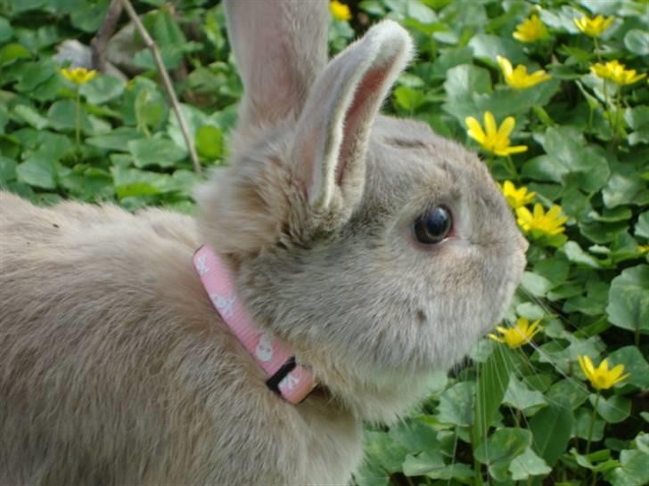 Kanin Brownie <Funny Bunny> <3 - Hey !  billede 11