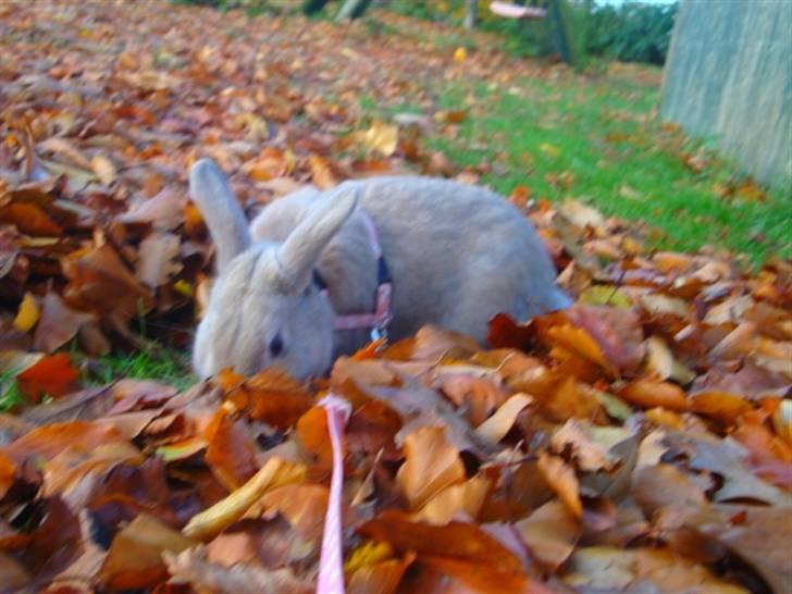 Kanin Brownie <Funny Bunny> <3 - NYT <3 billede 12