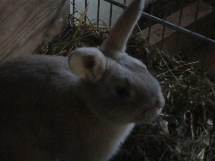 Kanin Brownie <Funny Bunny> <3 - Basssssssssssssssssssssssssssssse billede 13