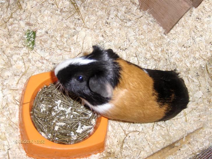 Marsvin **Mitch** - Mitch ca. et halvt år billede 7