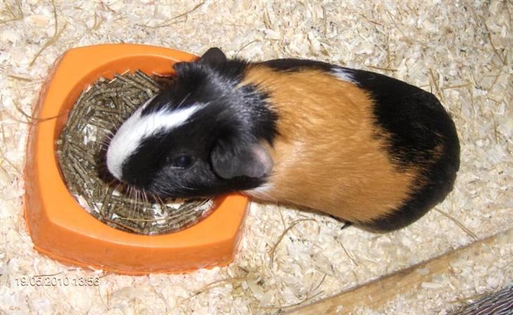 Marsvin **Mitch** billede 9