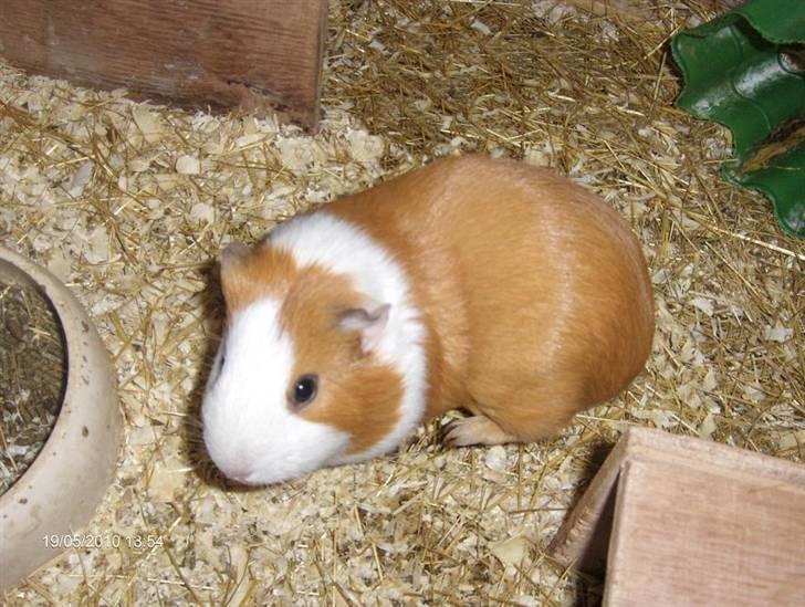 Marsvin **Johar** billede 8