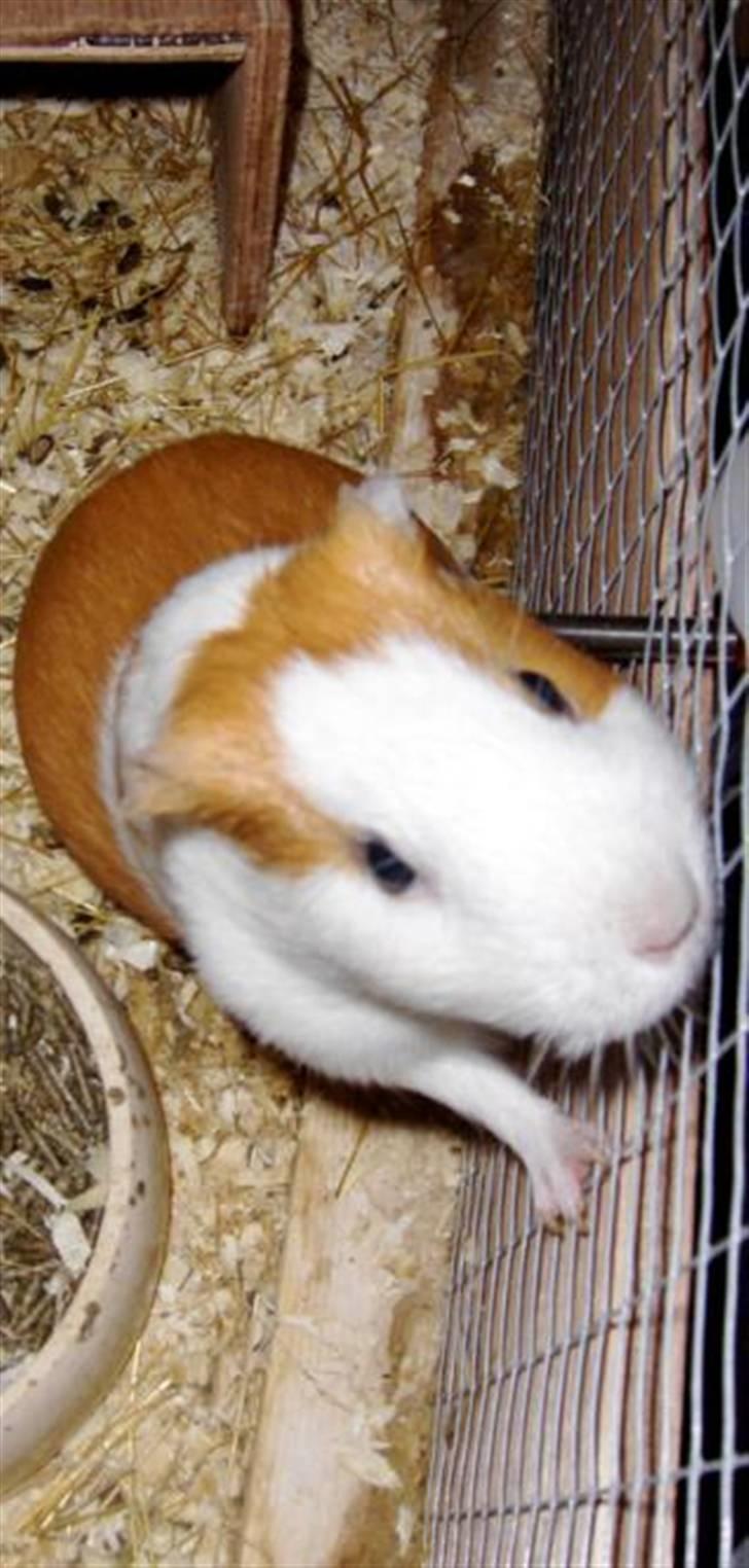 Marsvin **Johar** billede 9