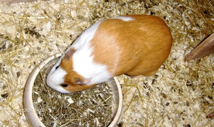 Marsvin **Johar** billede 10