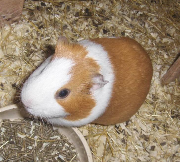 Marsvin **Johar** billede 11