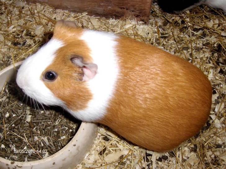 Marsvin **Johar** billede 12