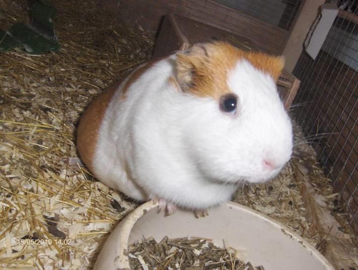 Marsvin **Johar** - Johars kæmpe dobbelthage :-D billede 13