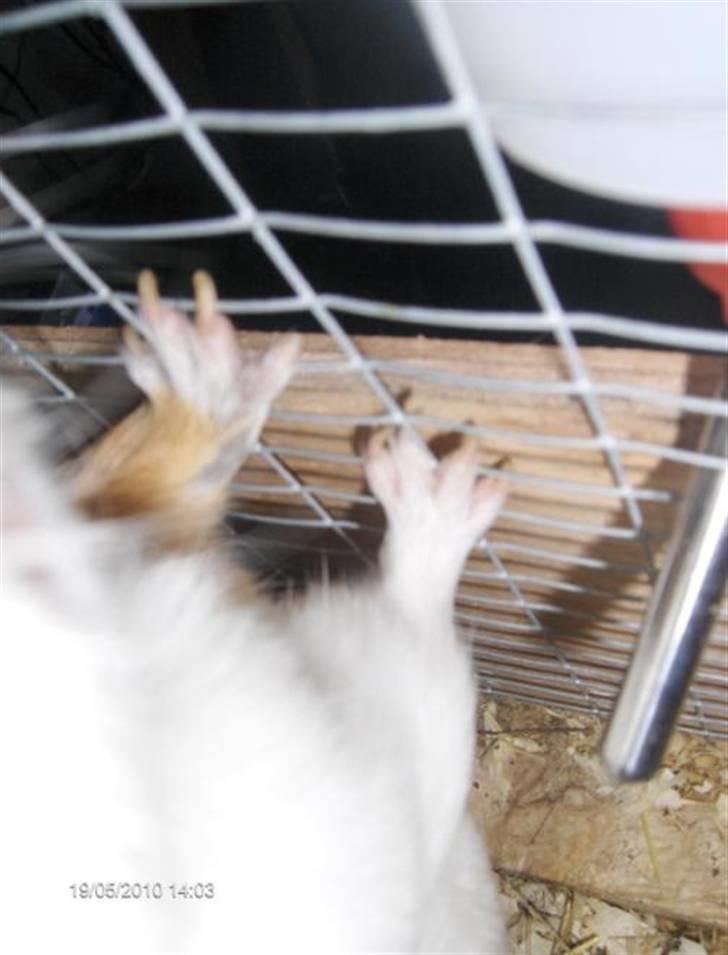 Marsvin **Johar** billede 14