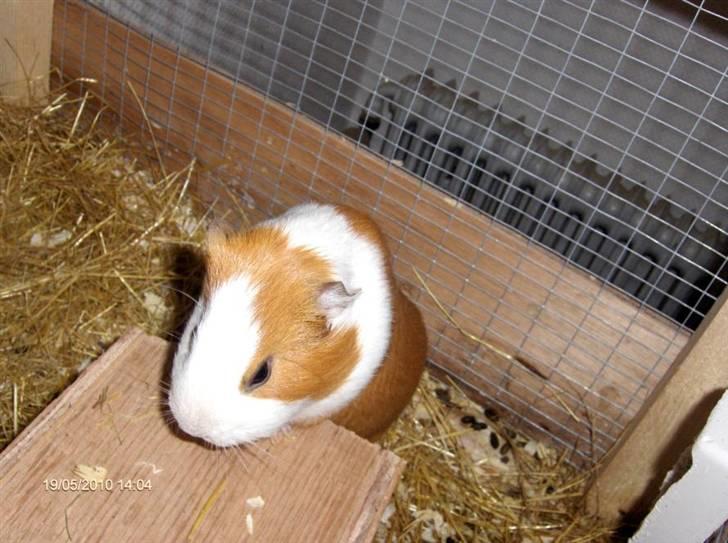 Marsvin **Johar** billede 15