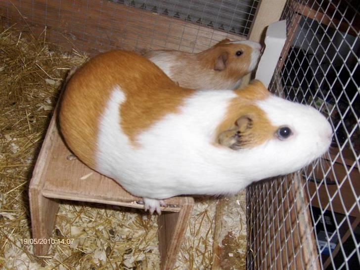 Marsvin **Johar** billede 16