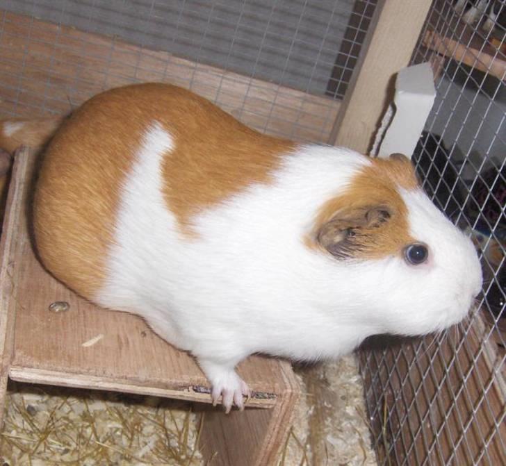 Marsvin **Johar** - Kan man ane dobbelthagen? ;-) billede 17