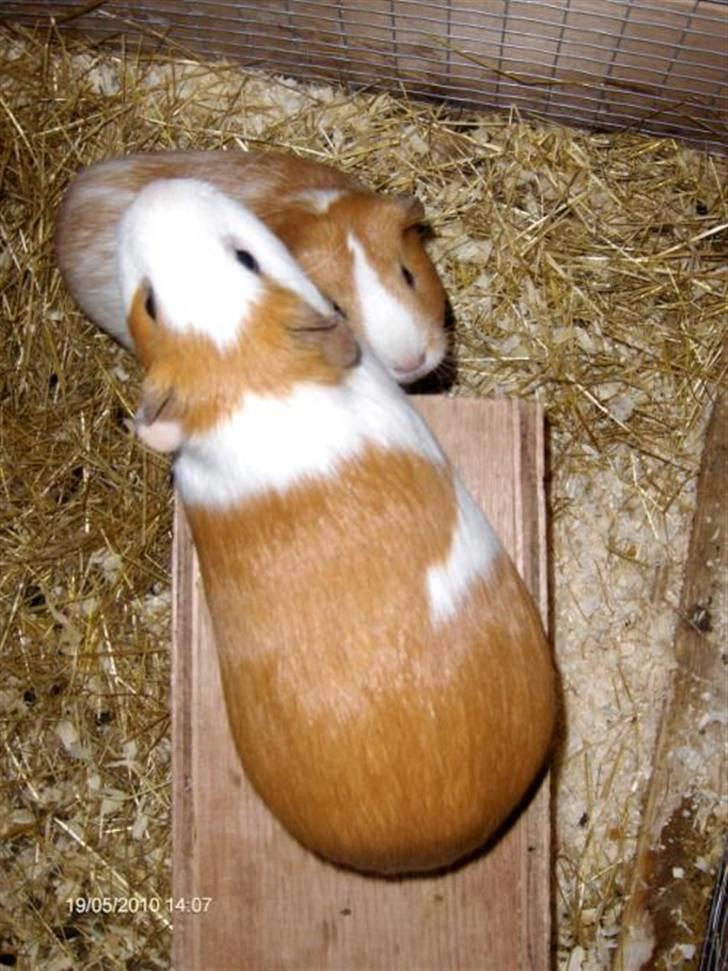 Marsvin **Johar** - Mor og datter billede 18