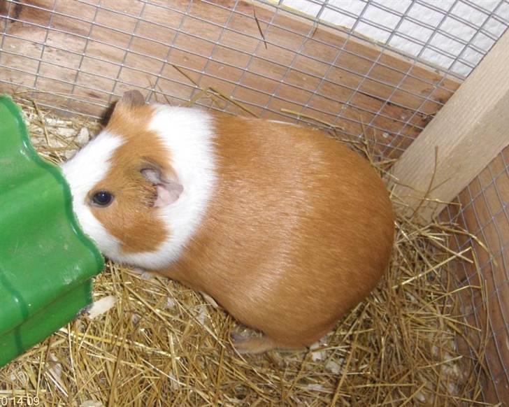 Marsvin **Johar** billede 19