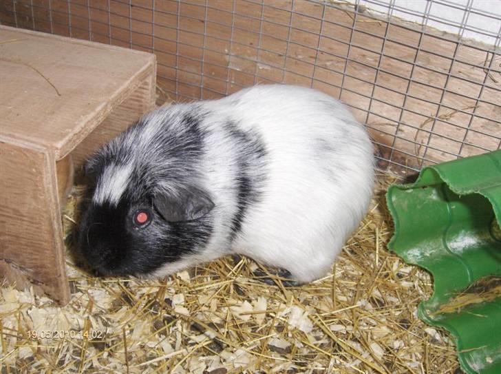 Marsvin **Lillepus** - R.I.P billede 6