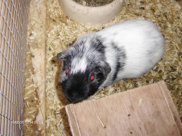 Marsvin **Lillepus** - R.I.P - "Oh Hai!" billede 7