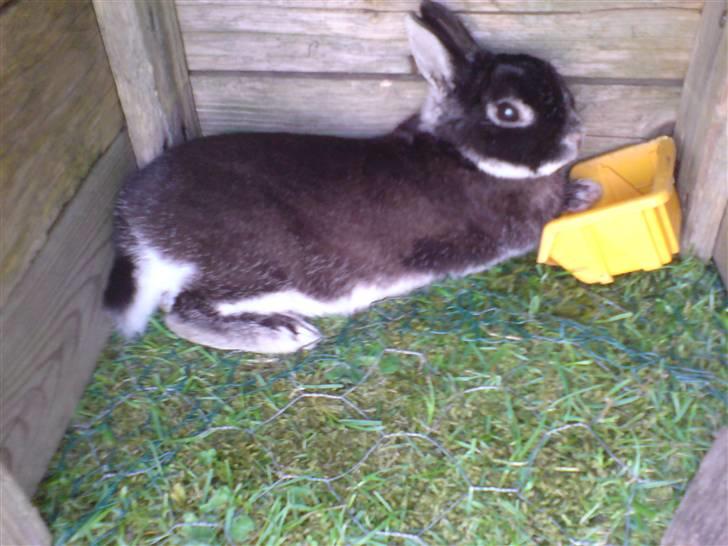 Kanin Nuser .. DØD :'( -  - Tykke Nuser, slapper af med forpoterne i madskålen ;D billede 1