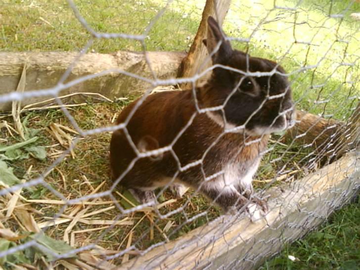 Kanin Nuser .. DØD :'( -  - Bare lidt nysgerrig :D billede 2