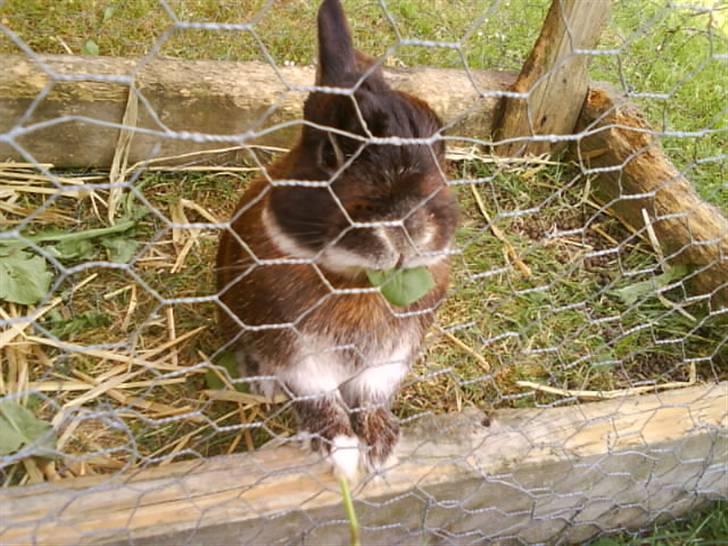 Kanin Nuser .. DØD :'( -  - Mælkebøtte var favouritten ;D billede 3