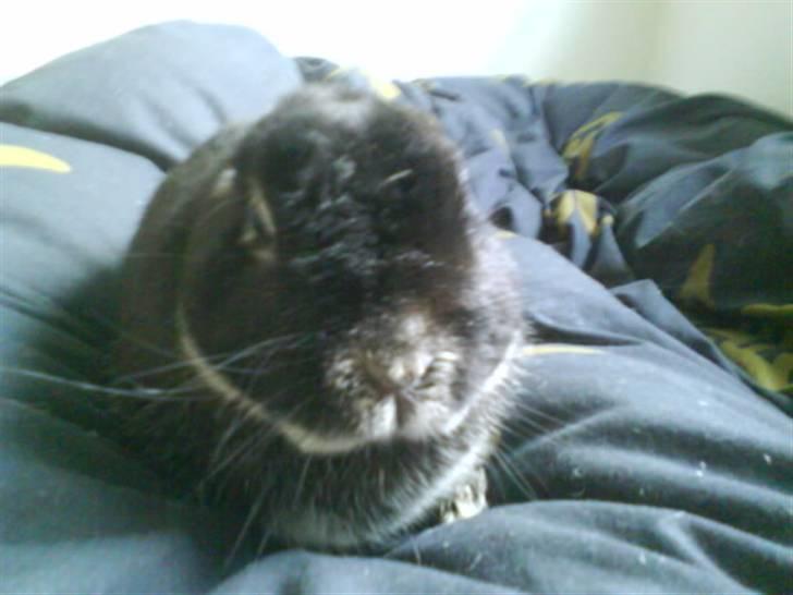 Kanin Nuser .. DØD :'( -  - En smule gnaven måske ? ;D billede 4