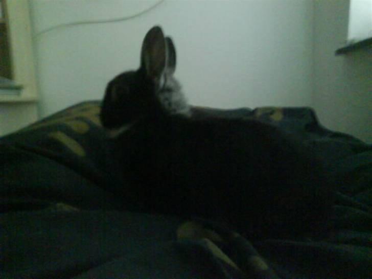 Kanin Nuser .. DØD :'( -  - Mørkt, jeg ved det ;D  Men han gemmer sig også en smule i dynen ..  billede 5