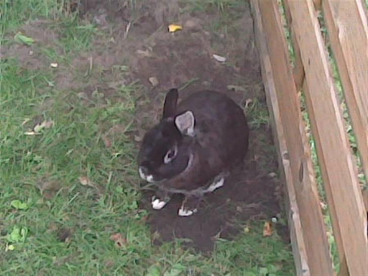 Kanin Nuser .. DØD :'( -  - Ude i haven, en dejlig sommerdag ;D Jeg holder lige en pause, siger han ;D billede 6