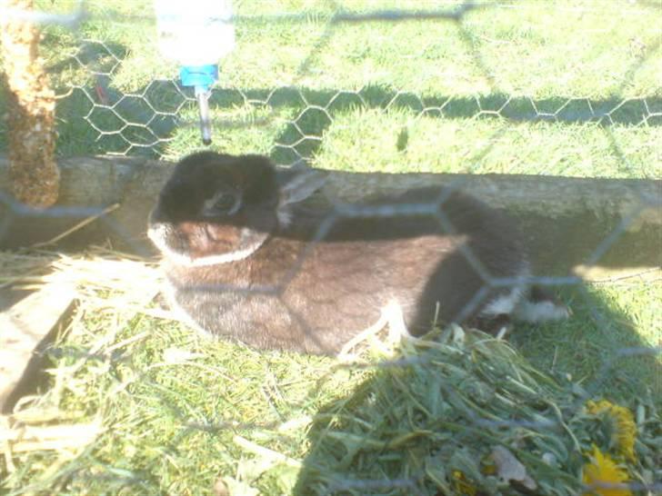 Kanin Nuser .. DØD :'( -  - Mmmh, solskin . Så bliver det ikke bedre ;D billede 7