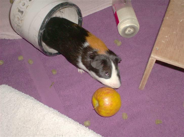 Marsvin **Mitch** billede 11