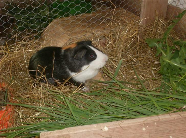 Marsvin **Mitch** billede 12