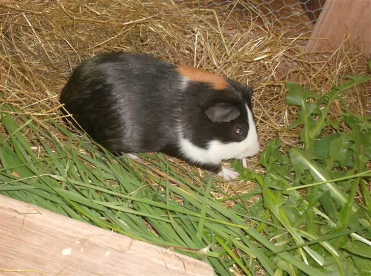 Marsvin **Mitch** billede 13