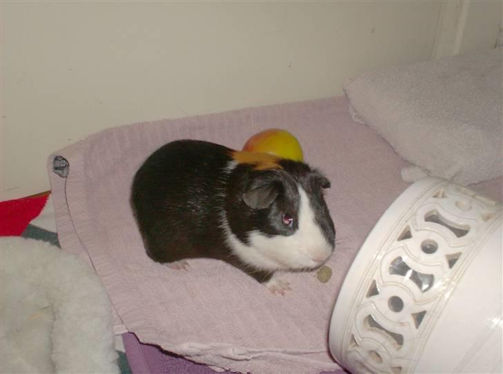 Marsvin **Mitch** billede 14