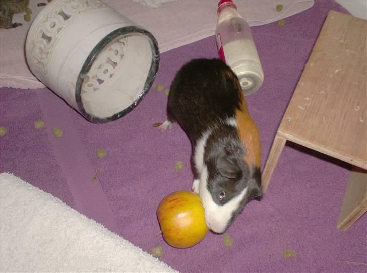 Marsvin **Mitch** billede 15