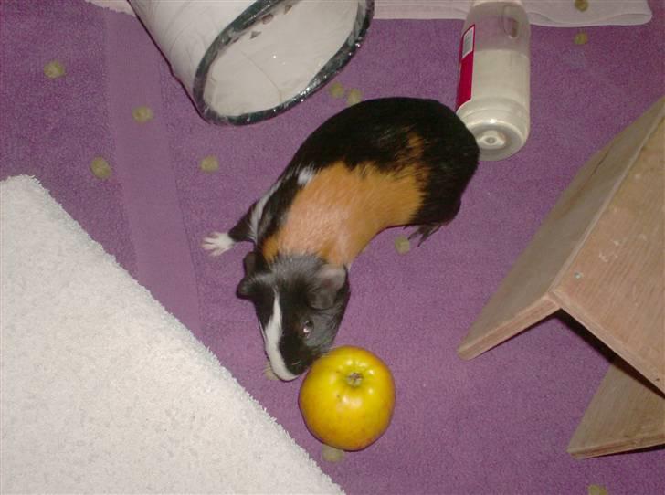 Marsvin **Mitch** billede 16