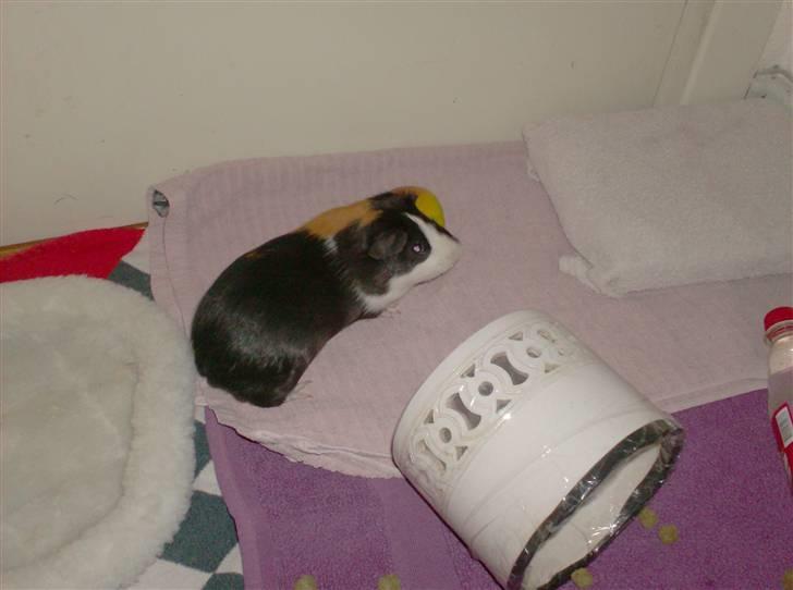 Marsvin **Mitch** billede 17