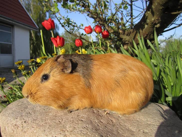 Marsvin Nuser RIP [Himmelgnaver] - hygge i mors blomsterbed :D så behøver hun ikke at fjerne alle de mælkebøtter :D billede 14