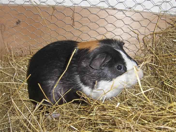 Marsvin **Mitch** billede 18