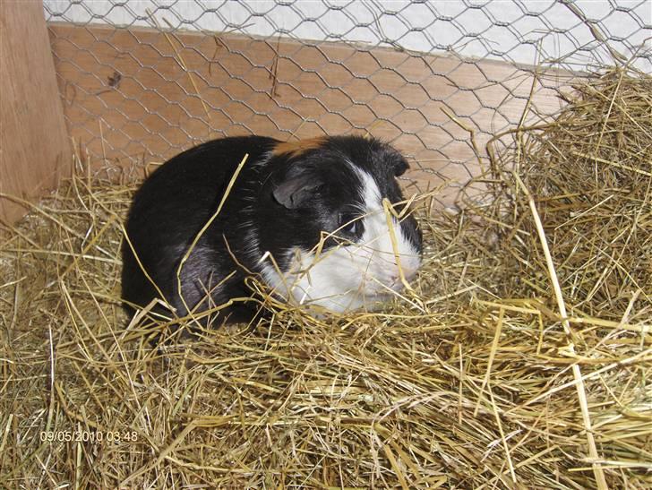 Marsvin **Mitch** billede 19