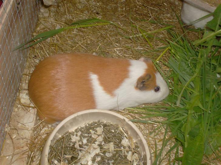 Marsvin **Johar** - Johar er så glad for græsset at hendes øjne er ved at falde ud.......... billede 20