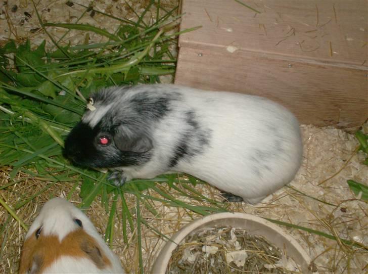 Marsvin **Lillepus** - R.I.P billede 8